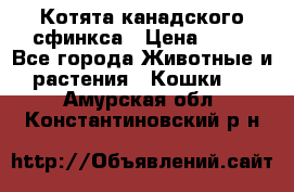 Котята канадского сфинкса › Цена ­ 15 - Все города Животные и растения » Кошки   . Амурская обл.,Константиновский р-н